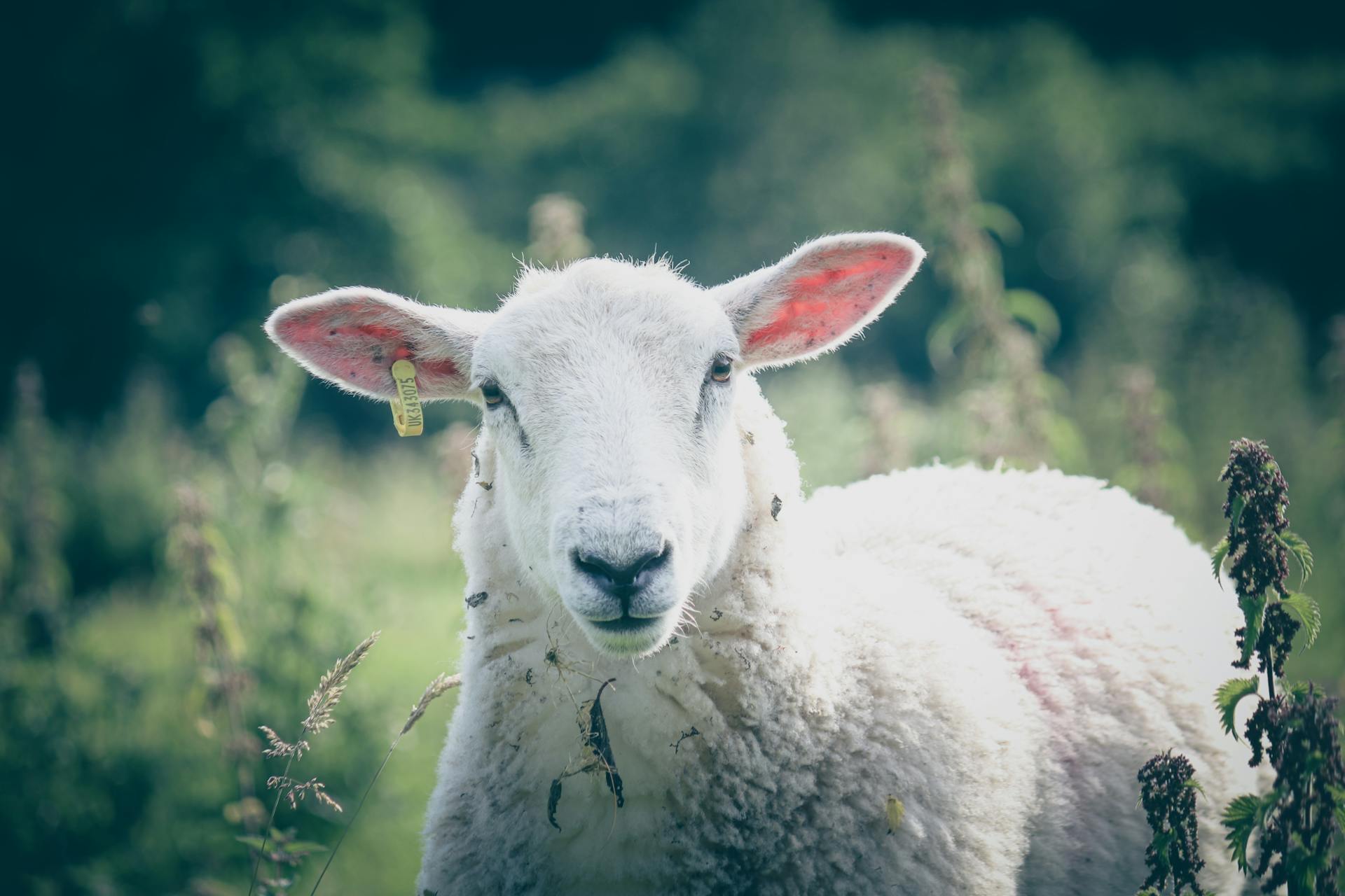 White Sheep with Ear Tag Standing on Grass