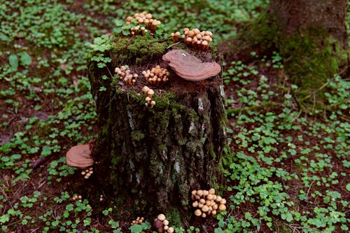 Gratis lagerfoto af mosklædt, natur, spiselig