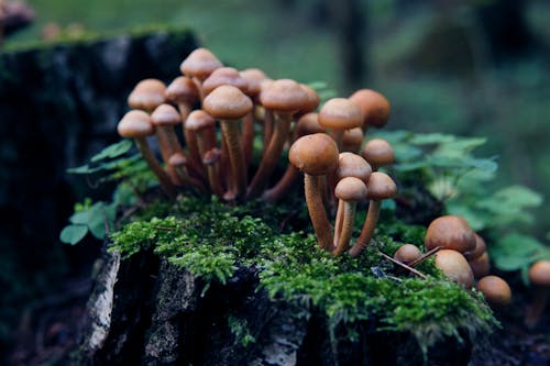 Free Close-Up Shot of Brown Mushrooms on Green Moss Stock Photo