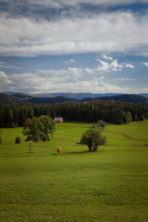 無料 垂直ショット, 田舎, 絶景の無料の写真素材 写真素材