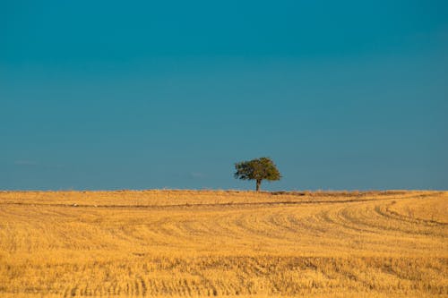 小麦畑, 屋外, 昼間の無料の写真素材