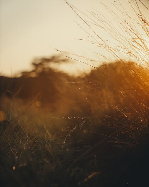 Selective Focus of Grass during Sunset