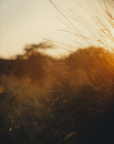 Brown Grass Field