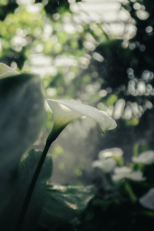 Foto d'estoc gratuïta de a l'aire lliure, blur de fons, calla lily