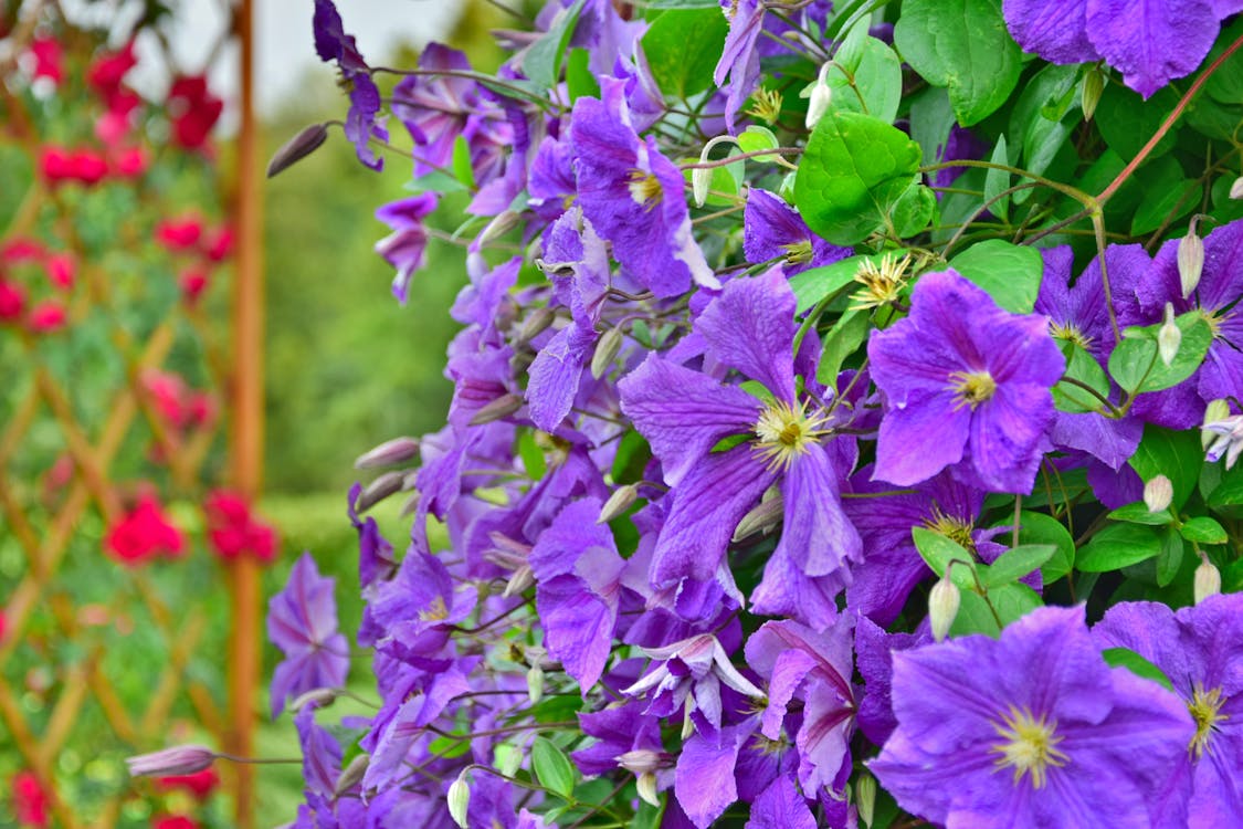 Gratis Flores De Pétalos Púrpuras Completamente Florecidas Foto de stock