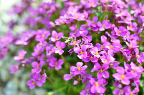보라색 꽃의 선택적 초점 사진