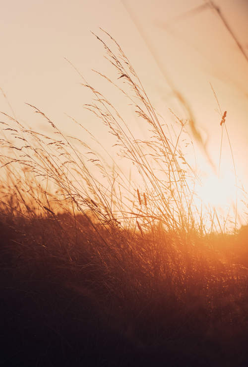 Free Golden hour captures the serene beauty of grasslands in Itchingfield, England at sunset. Stock Photo