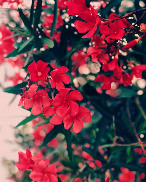 бесплатная Красные цветы кластера с зелеными листьями Стоковое фото
