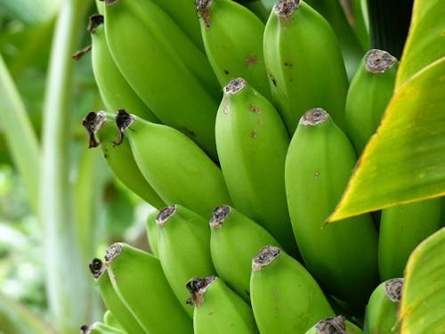 Close Up Photo of Unripe Bananas