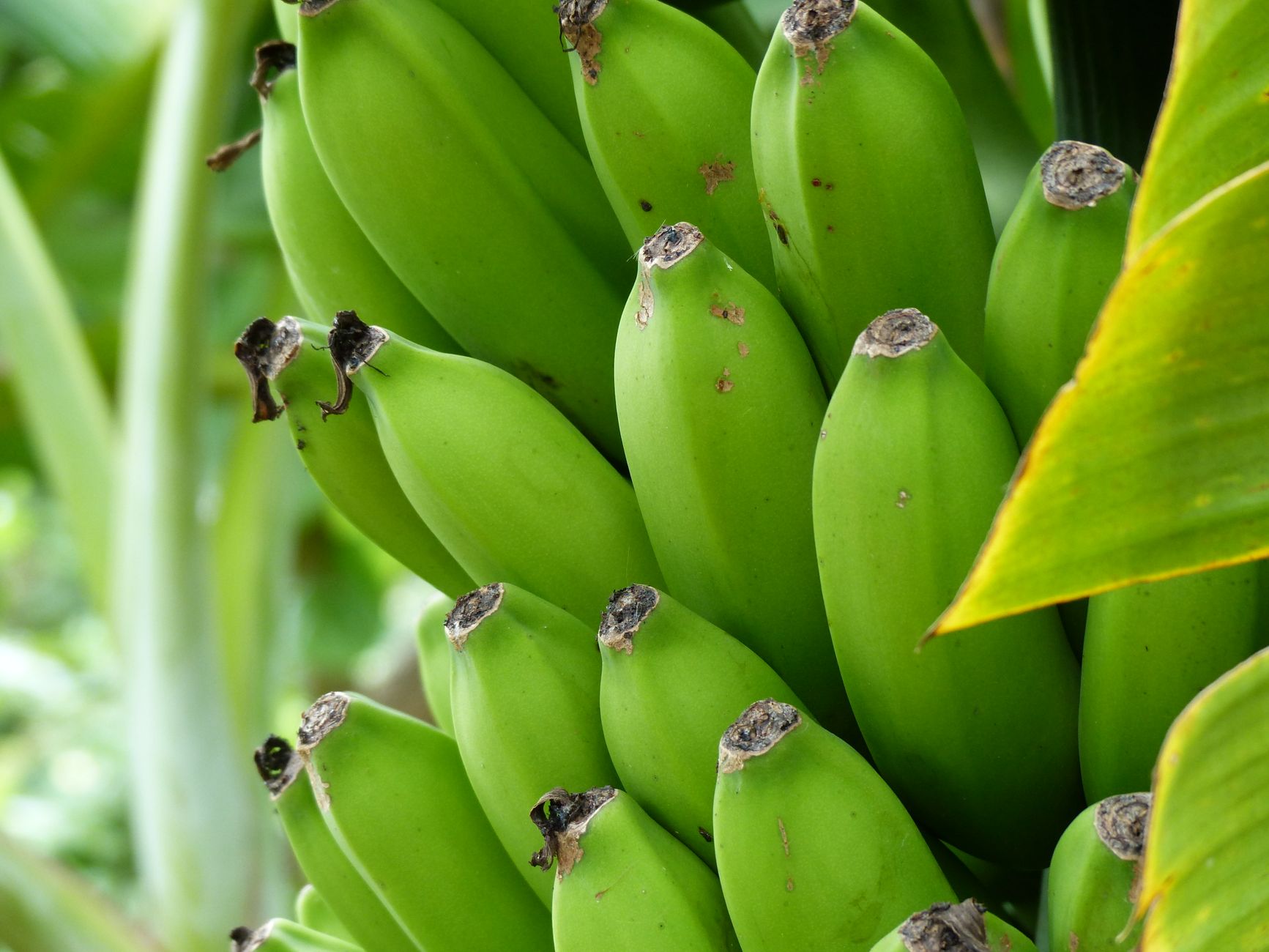 Banane pesée et pikliz haïtien