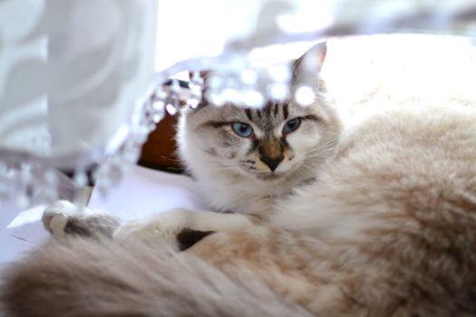 美丽的布偶猫躺在窗帘下，长着引人注目的蓝眼睛，营造出舒适宁静的氛围