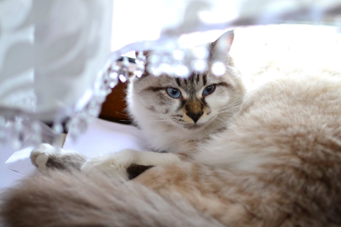 無料 灰色と白の短い髪の猫 写真素材