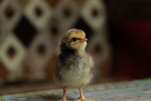 Free Close-up of a cute chick with a blurred background, highlighting its delicate features and soft feathers. Stock Photo