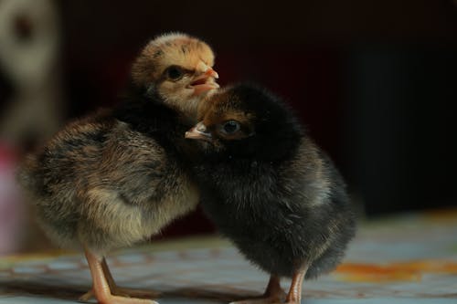 Free Brown and Black Chicks in Close Up Photography Stock Photo