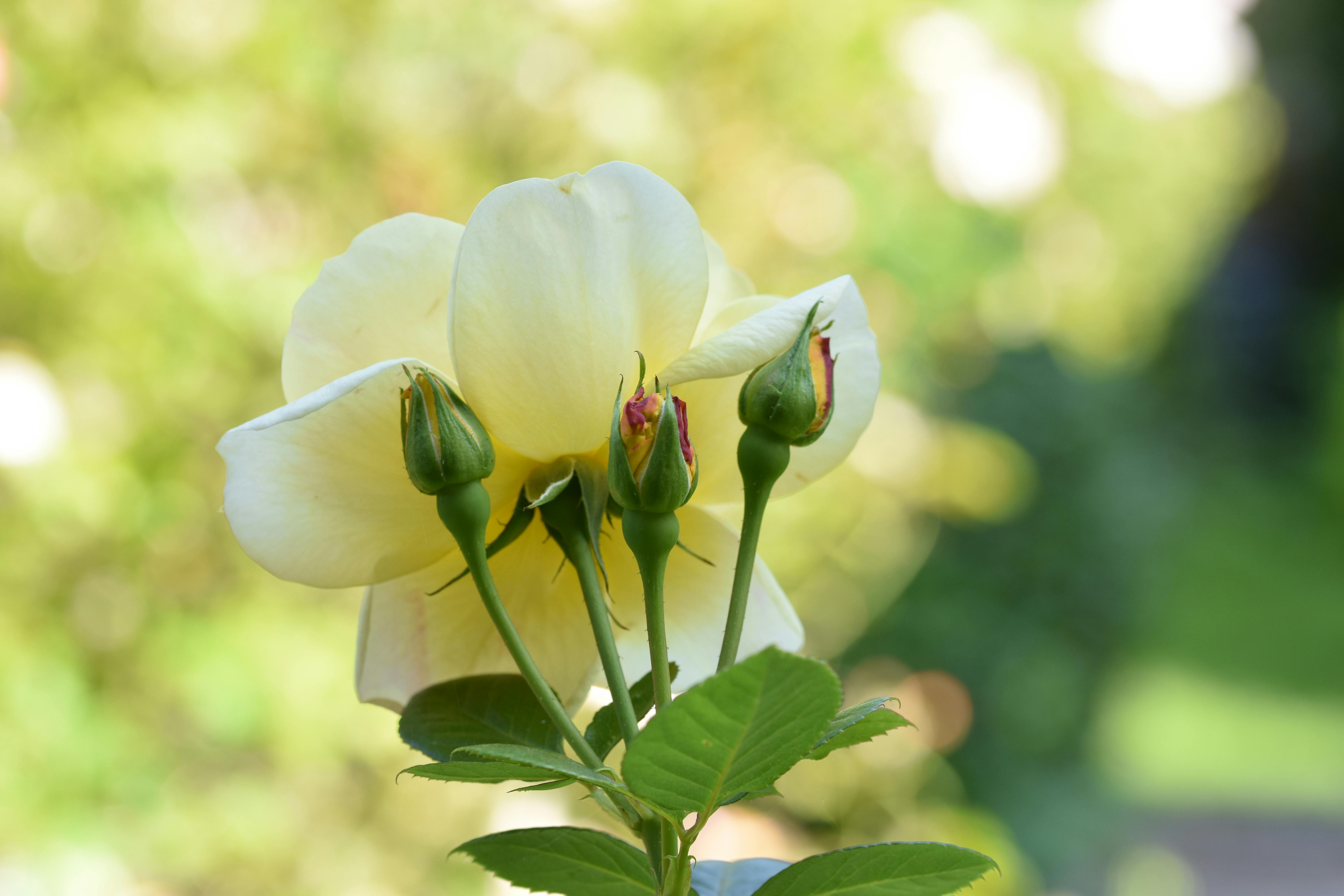 White Flowers with Green Leaves · Free Stock Photo