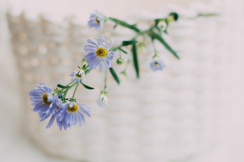 Close Up Photo of Flowers