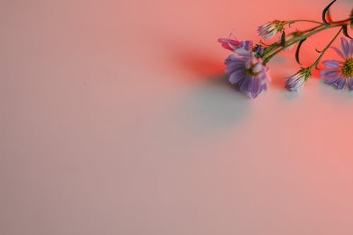 Darmowe zdjęcie z galerii z biała powierzchnia, fioletowe kwiaty, flora