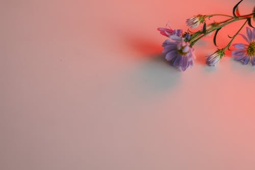 Cloe-Up Shot of Blooming Purple Flowers on White Surface