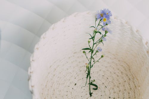 Tatarian Aster Flowers in White Basket