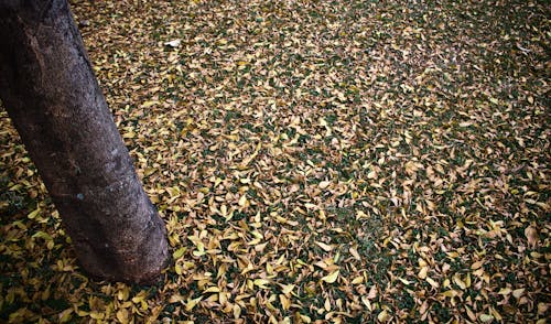 Free stock photo of dry leaves on lawn Stock Photo