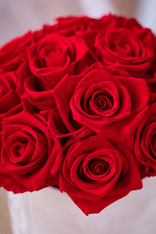 꽃꽂이, 꽃이 피는, 붉은 꽃의 무료 스톡 사진