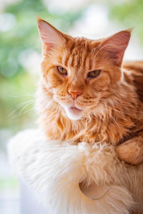 Free Close-up portrait of a relaxed Maine Coon cat with fluffy fur indoors, showcasing its majestic appearance. Stock Photo