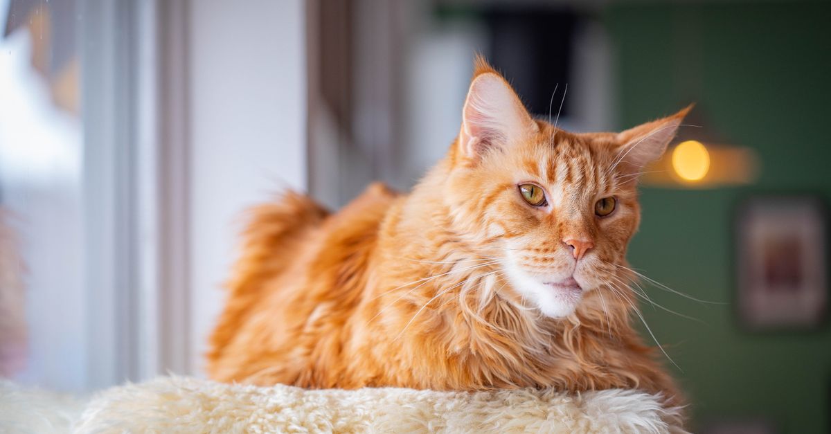 Chat Maine Coon : Guide Complet Race et Soins
