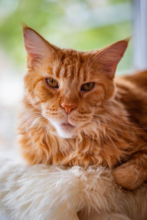 Free Adorable ginger Maine Coon cat resting on a fluffy surface with a soft expression. Stock Photo