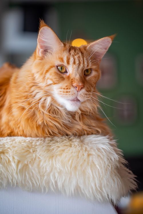 Free Portrait of a fluffy Maine Coon cat with bright eyes on a cozy perch indoors. Stock Photo