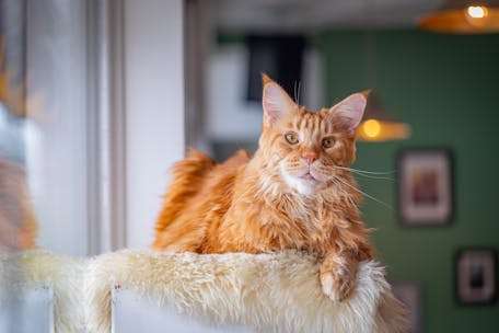 Adorable Maine Coon cat lounging on a fuzzy blanket indoors.