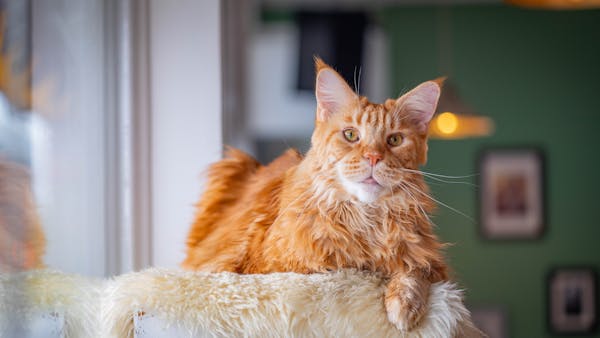 Adorable Maine Coon cat lounging on a fuzzy blanket indoors.