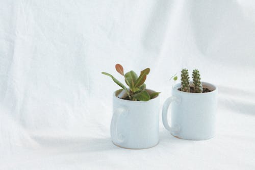 White Ceramic Cups with Plants