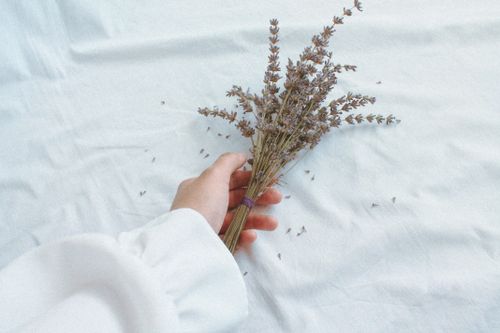 Free Serene close-up of a hand holding a lavender bouquet on a white background, symbolizing peace and calm. Stock Photo