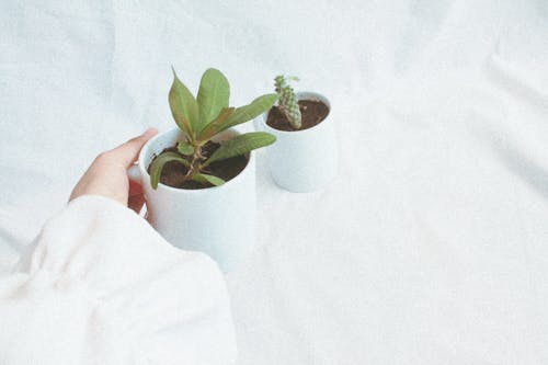 Person Holding a White Ceramic Cup with Plant