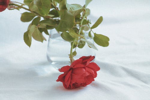 Red Rose with Green Leaves