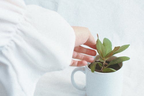 Hand Touching Plant in Cup