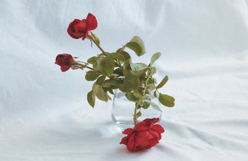 Red Roses with Green Leaves