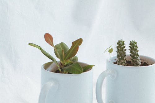 Green Plants on White Ceramic Cups
