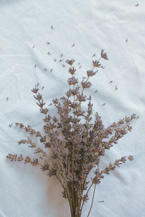 Free A calming arrangement of dried lavender flowers elegantly displayed on a white background, perfect for floral decor. Stock Photo