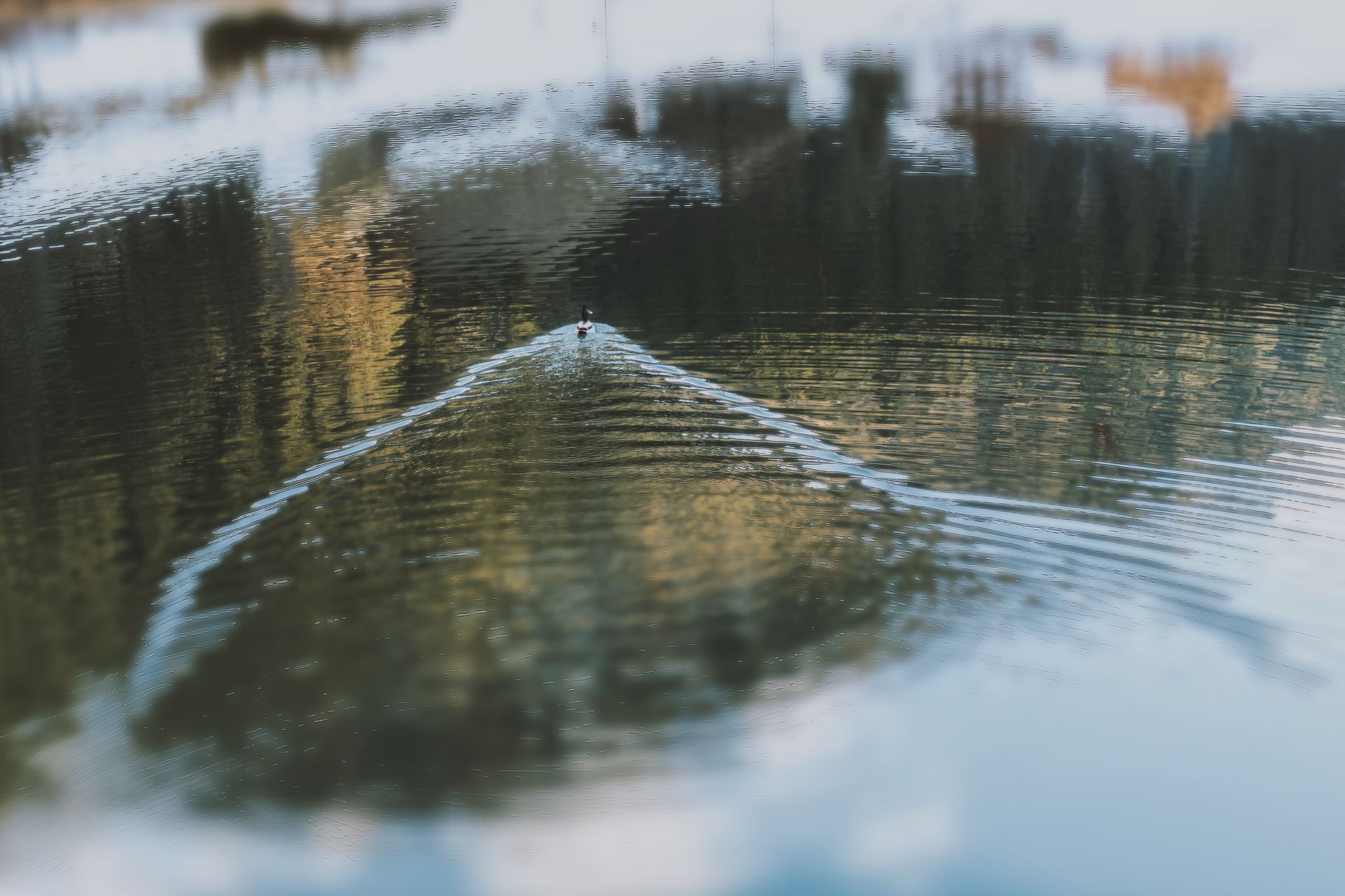 A duck creates ripples as it swims across a calm lake with reflections of trees.