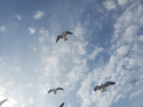 カモメ, 青空, 飛んでいる鳥の無料の写真素材