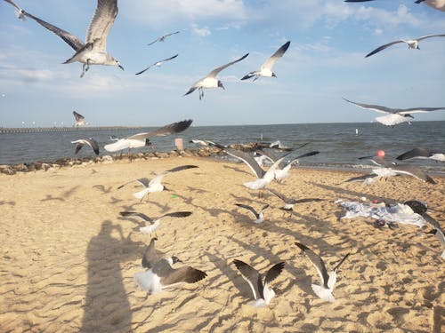 Бесплатное стоковое фото с пляж, чайки