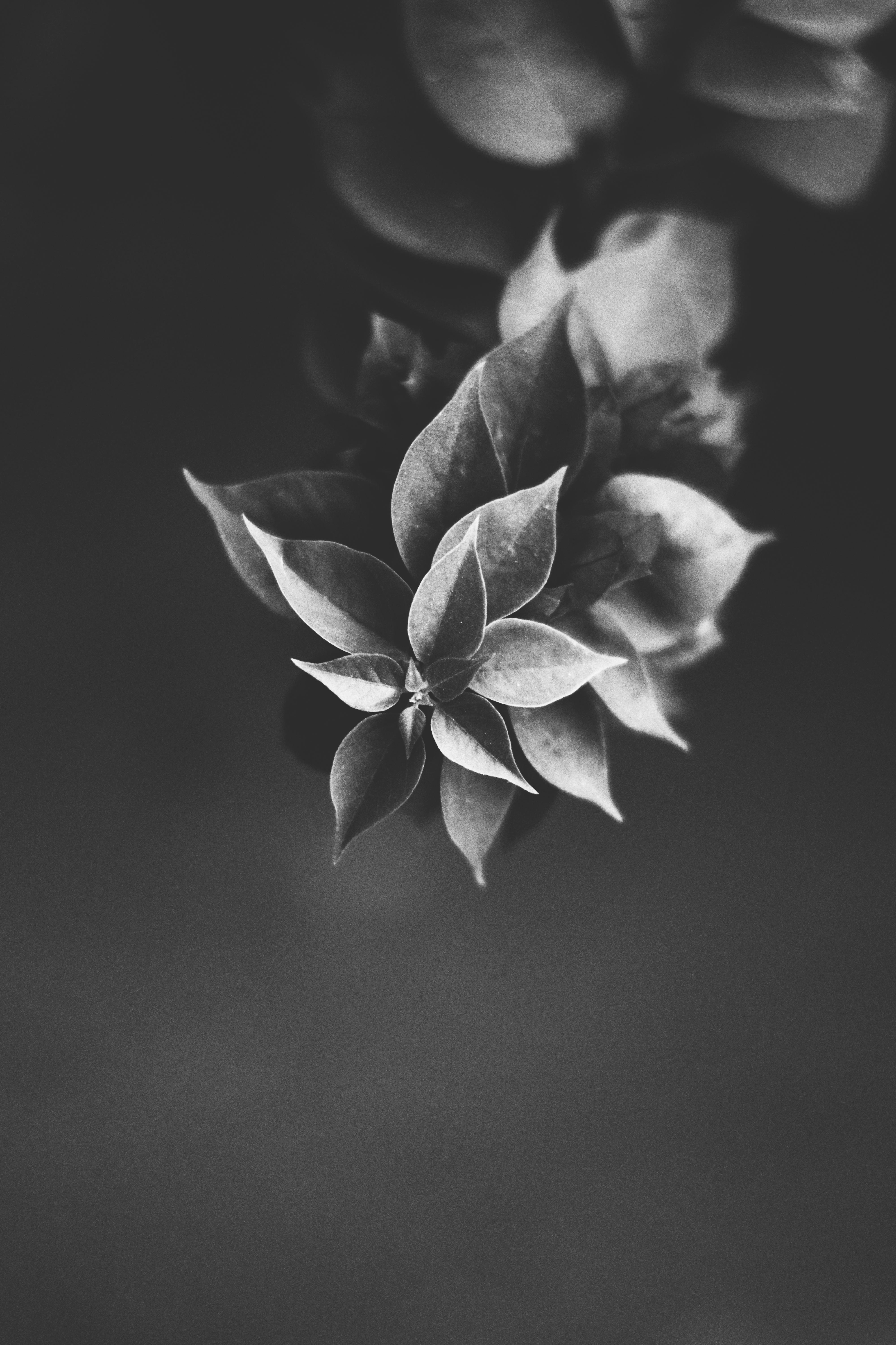Free stock photo of beautiful flowers, black and white, Ft