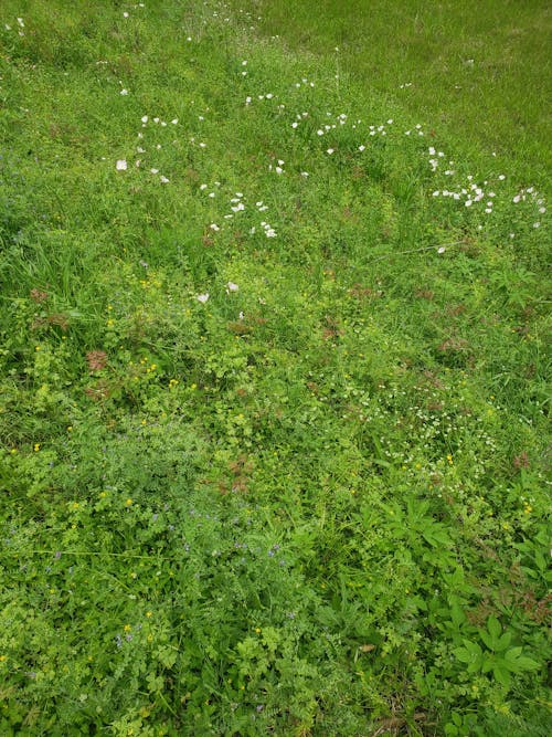 Gratis lagerfoto af grøn mark, stedsegrøn