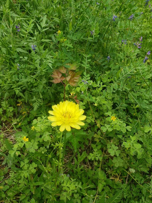 Gratis lagerfoto af baggrund, grøn baggrund, gul blomst