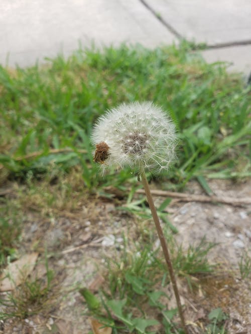 Foto d'estoc gratuïta de flor, salvatge