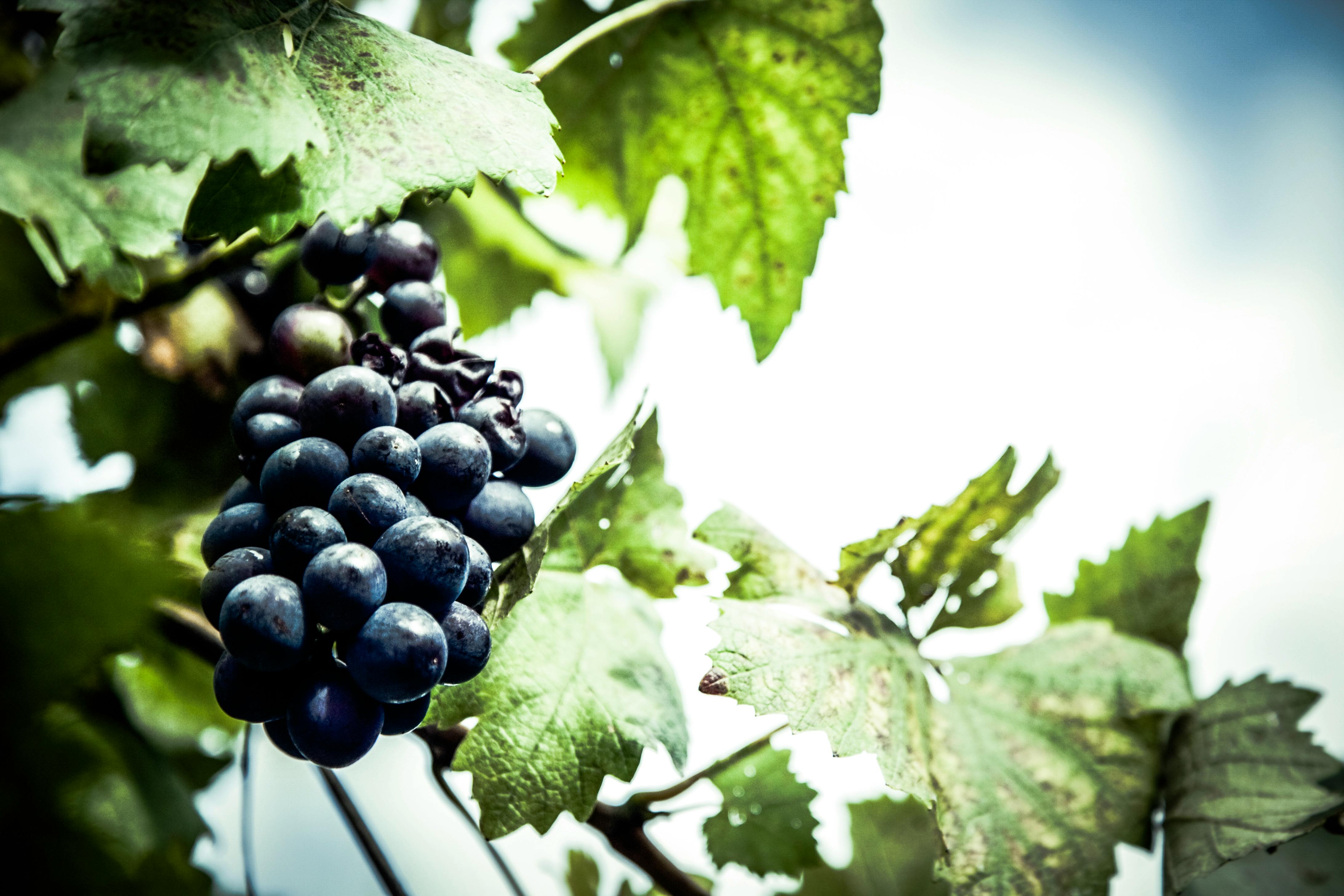Purple Grapes Unattached to the Tree · Free Stock Photo