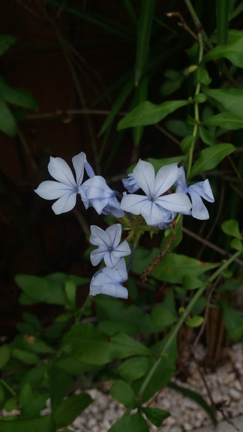 Free stock photo of blue flowers, flower, flowers Stock Photo