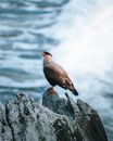 Brown and White Bird on Gray Rock