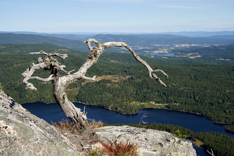 A Dead Tree On A Cliff